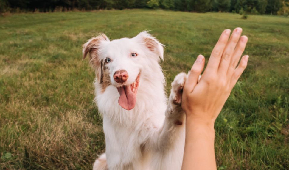Kennel Engagement