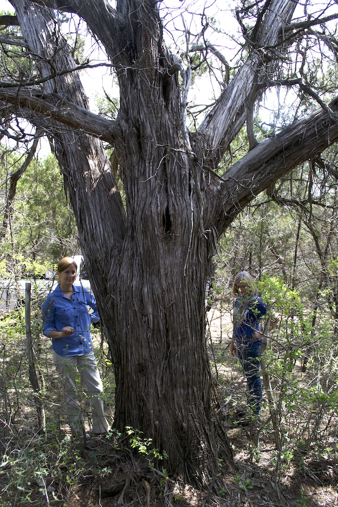 Mountain Cedars