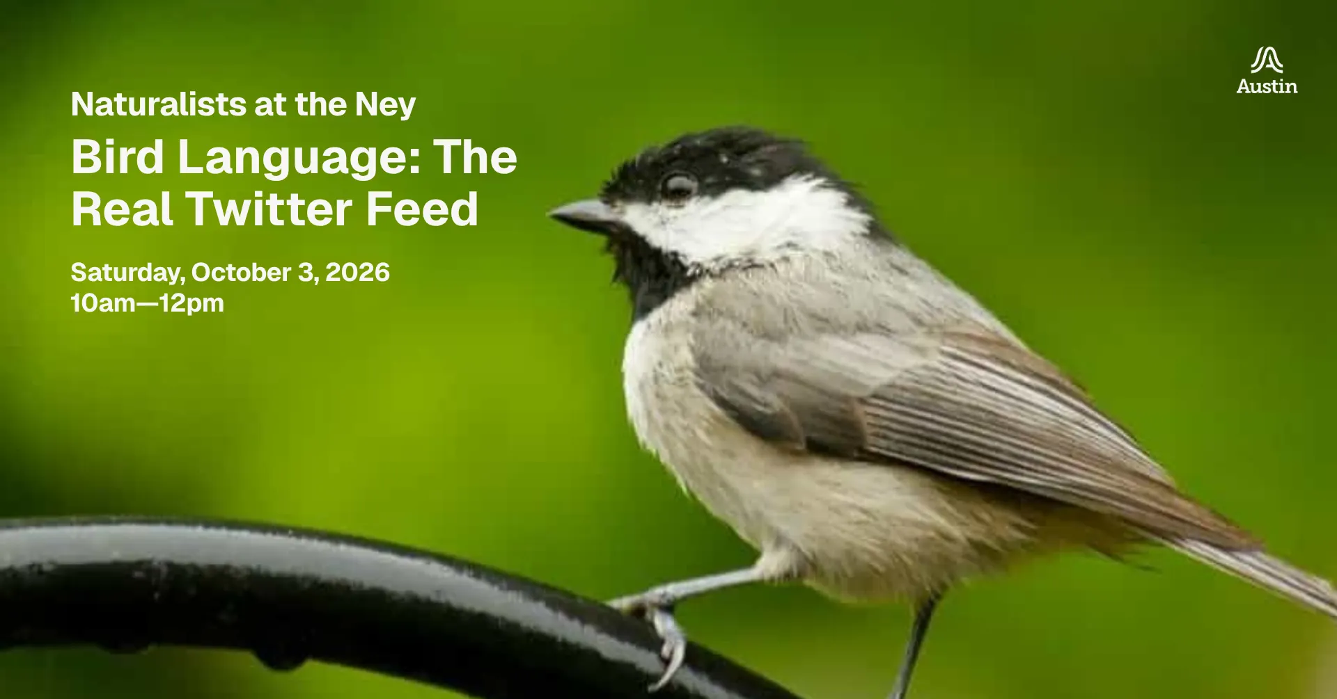 Bird Language