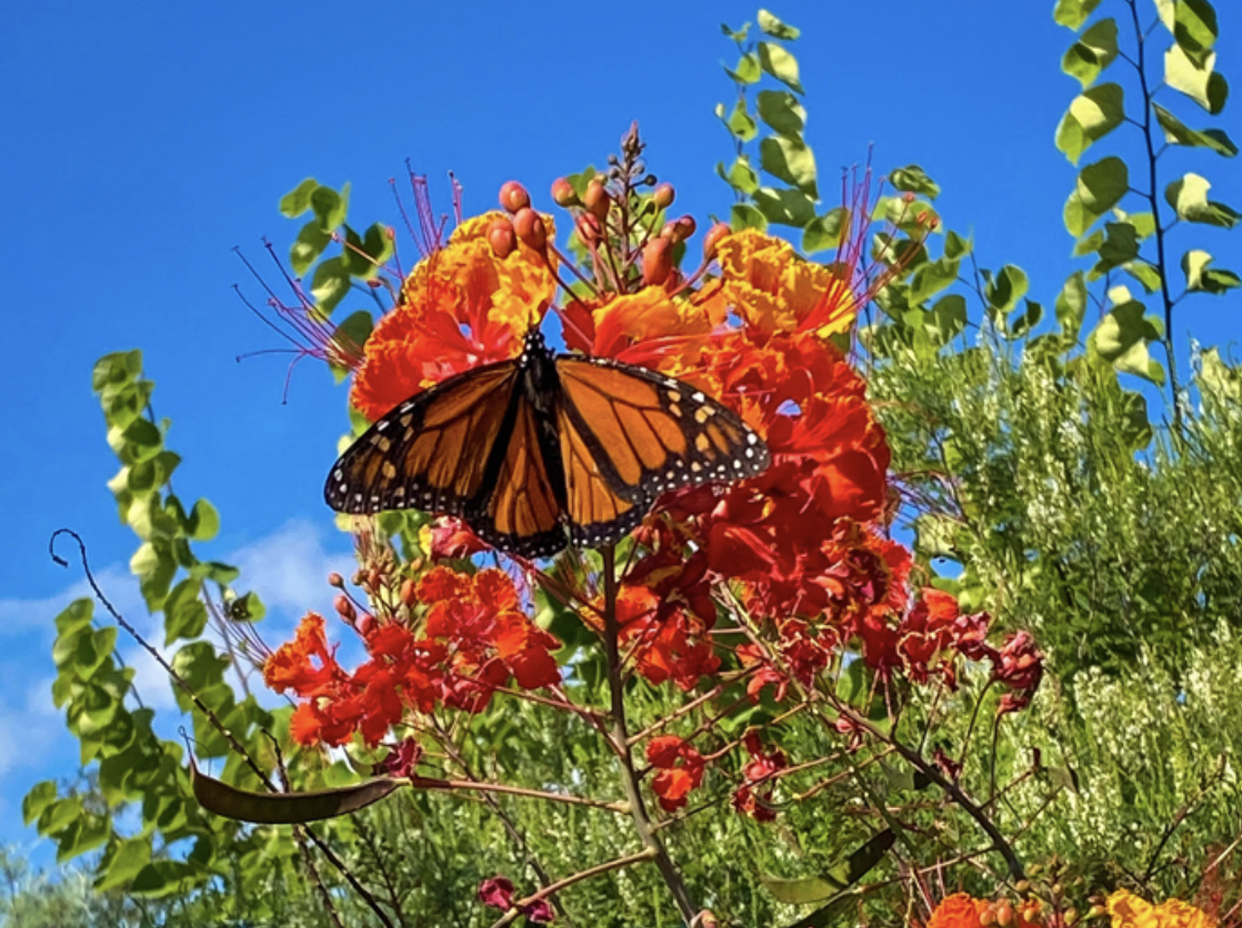 butterfly