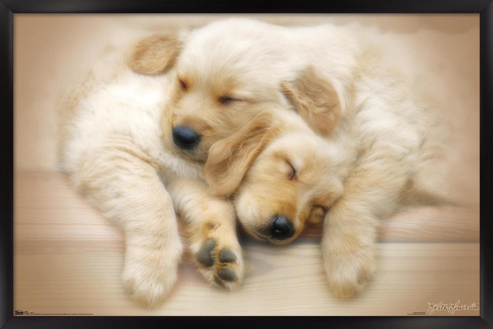 Keith Kimberlin – Puppies – Golden Retrievers Cuddling 14×22 Poster