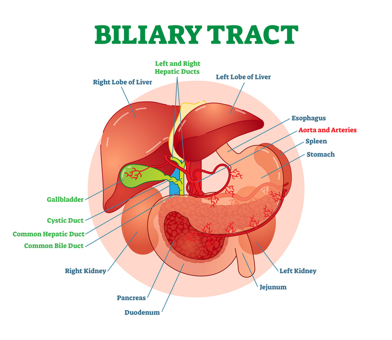 洋書 Diseases of the Liver and Biliary System Sherlock's Diseases of the Liver and Biliary System, 13th