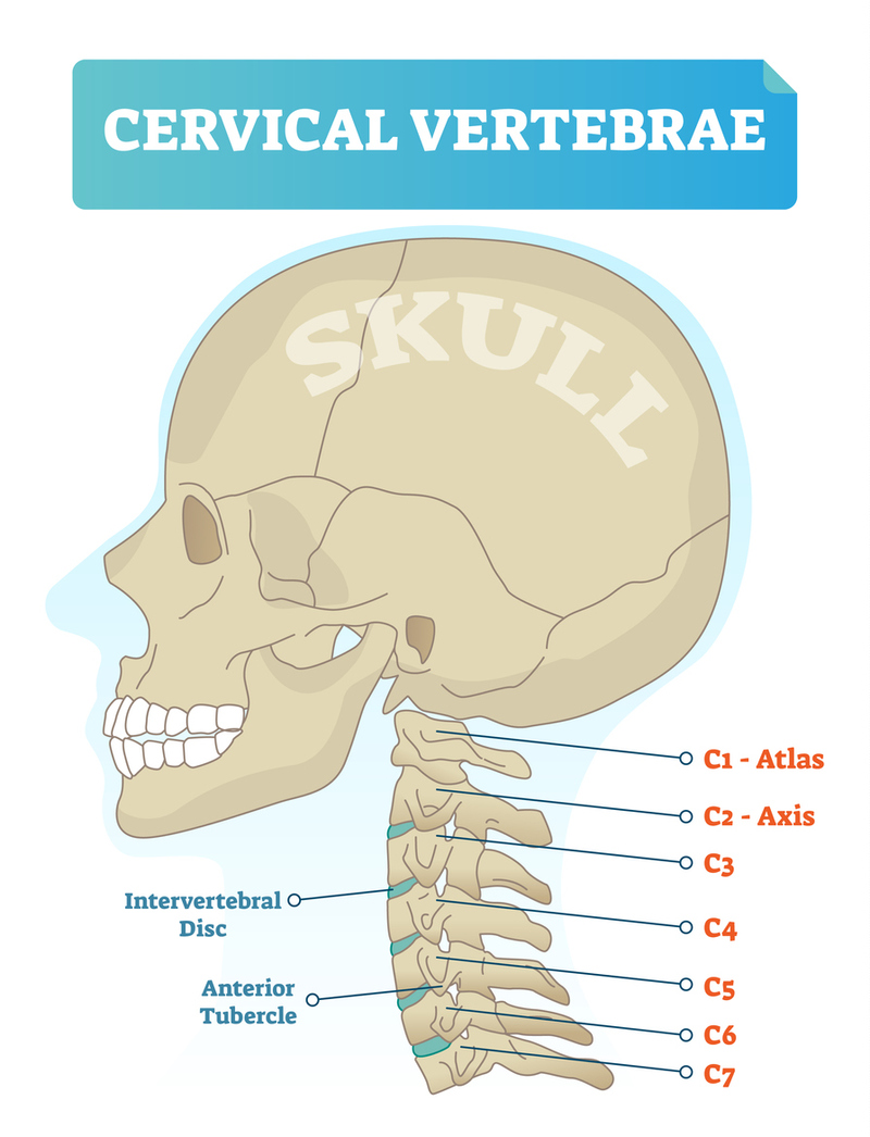 A&amp;P of the Brain and Spine MedicTests