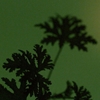 Picture of Aesop Geranium Leaf Body Scrub - 180ml