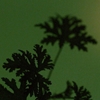 Picture of Aesop Geranium Leaf Body Cleanser - 500ml