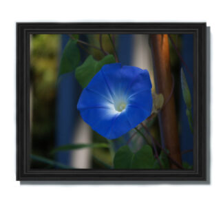 Blue morning glory flower close up botanical wall art print home decor gift