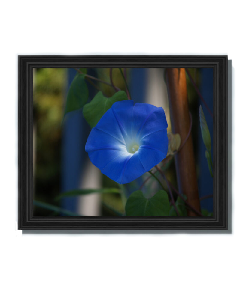 Blue morning glory flower close up botanical wall art print home decor gift