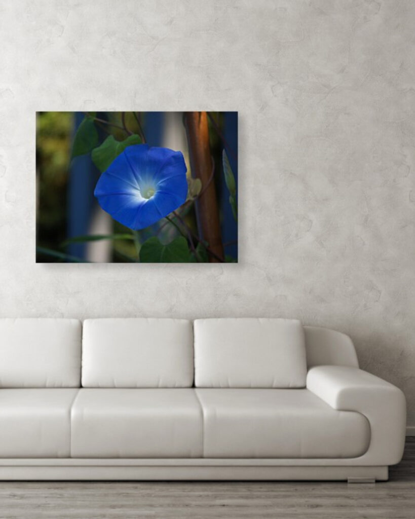 Blue Morning Glory Flower Wall Art Print | Botanical Home Decor Gift - Image 6