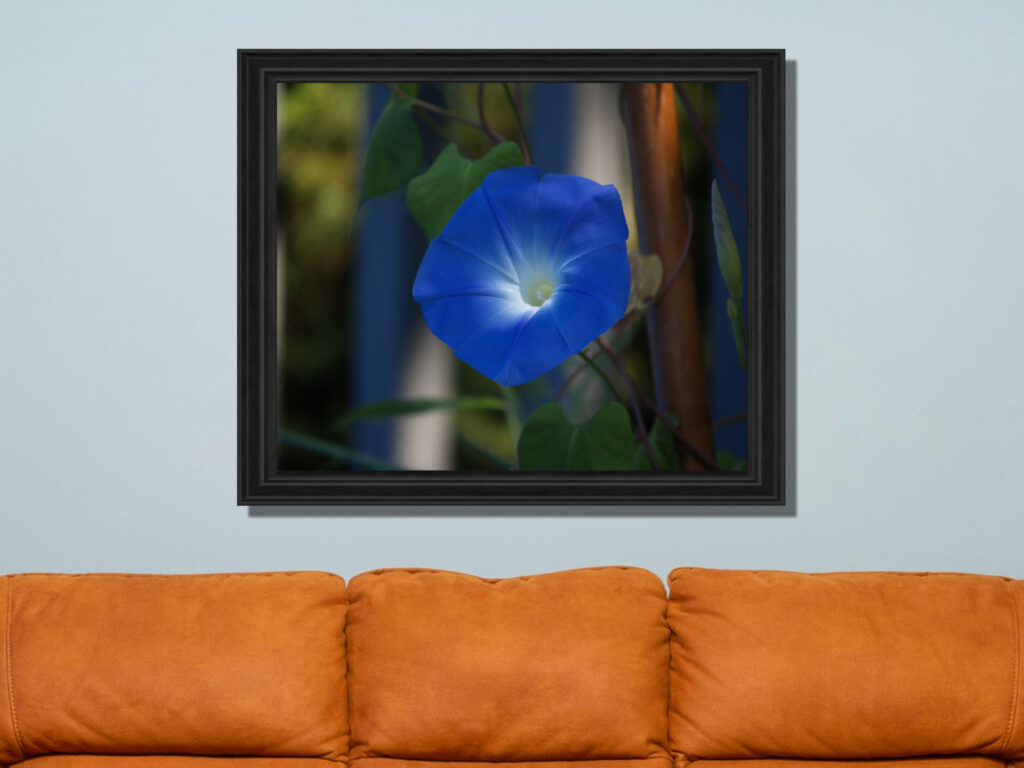 Blue Morning Glory Flower Wall Art Print | Botanical Home Decor Gift - Image 2