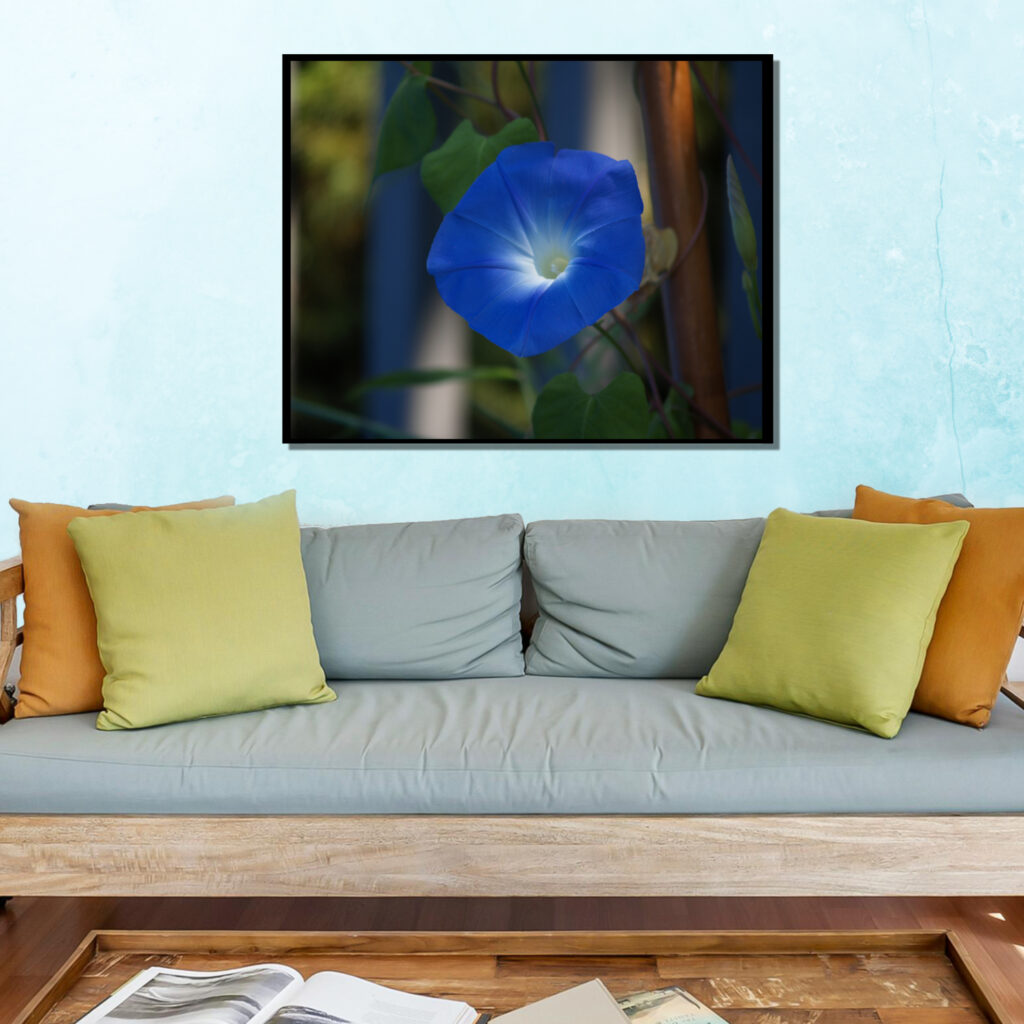 Blue Morning Glory Flower Wall Art Print | Botanical Home Decor Gift - Image 8