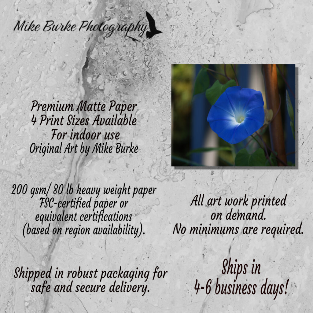 Blue Morning Glory Flower Wall Art Print | Botanical Home Decor Gift - Image 4