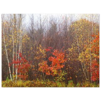 Autumn scene with birch trees and vibrant foliage; red and yellow leaves create a warm, serene atmosphere against bare branches and cloudy sky.