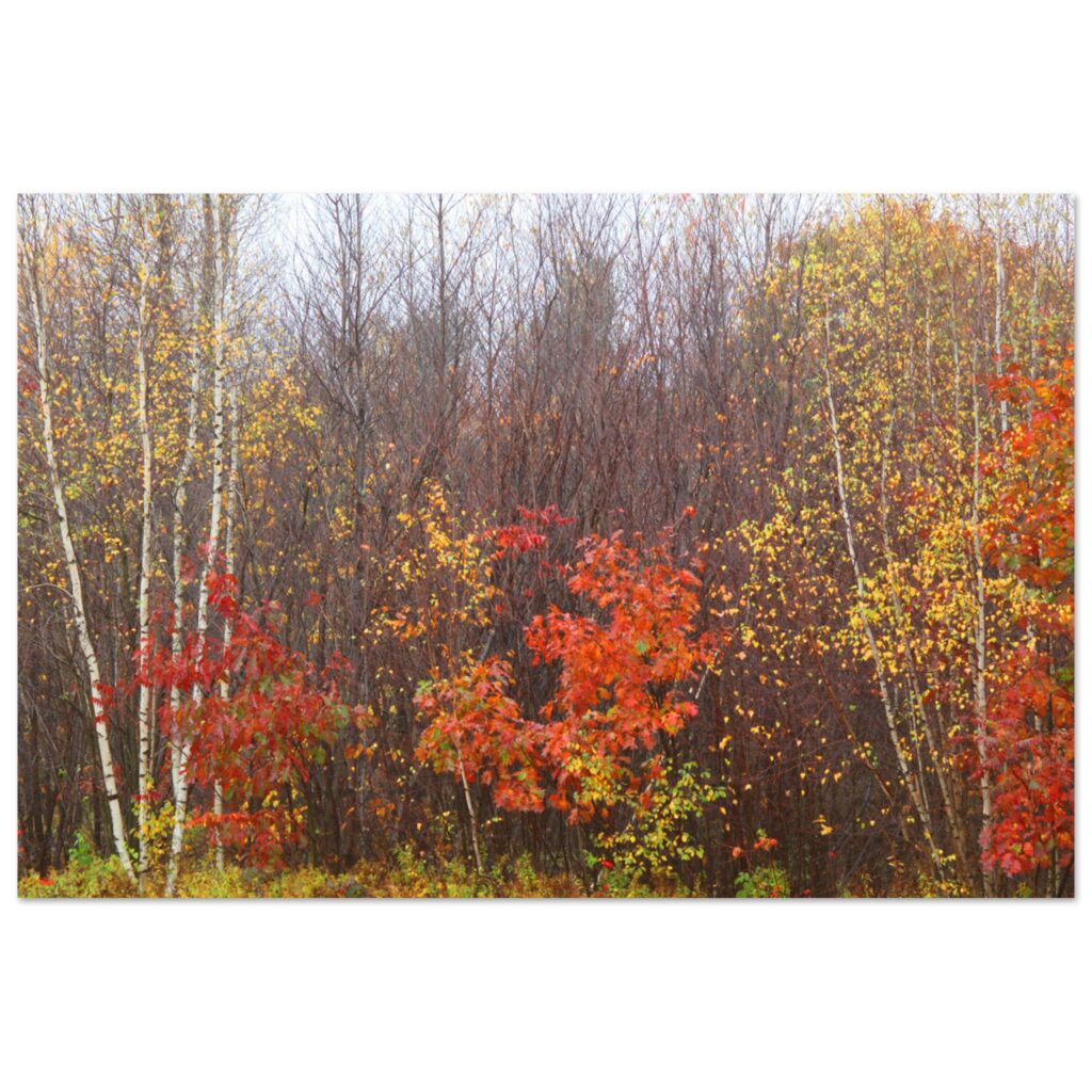 50778f5b-967d-48cb-abb0-b5aafe69f12d