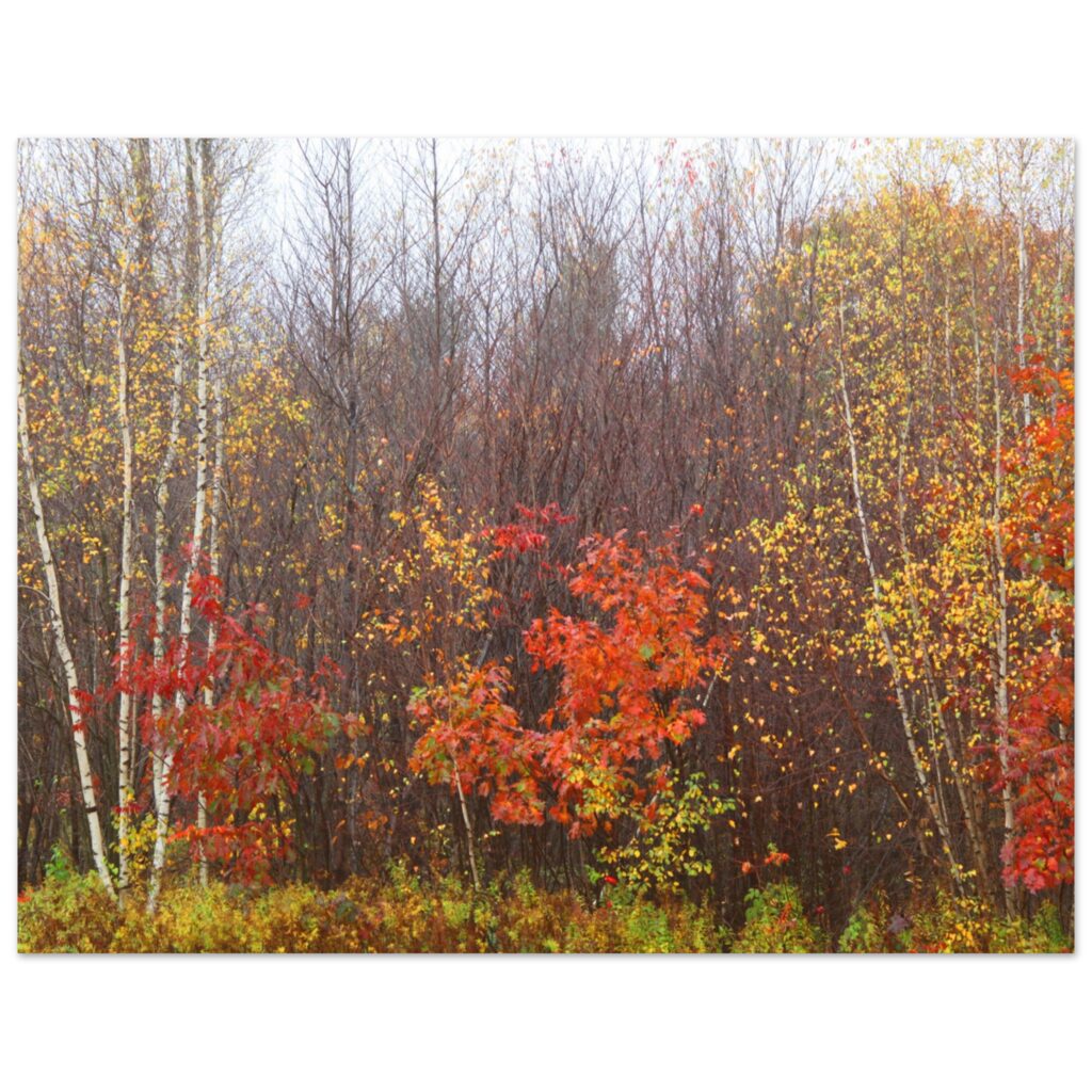 fb20cecc-0163-45a4-8226-102eab236563