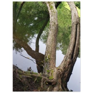 A twisted tree with exposed roots leans over a calm pond, its reflection creating a mirrored effect. Lush greenery surrounds the tranquil scene.