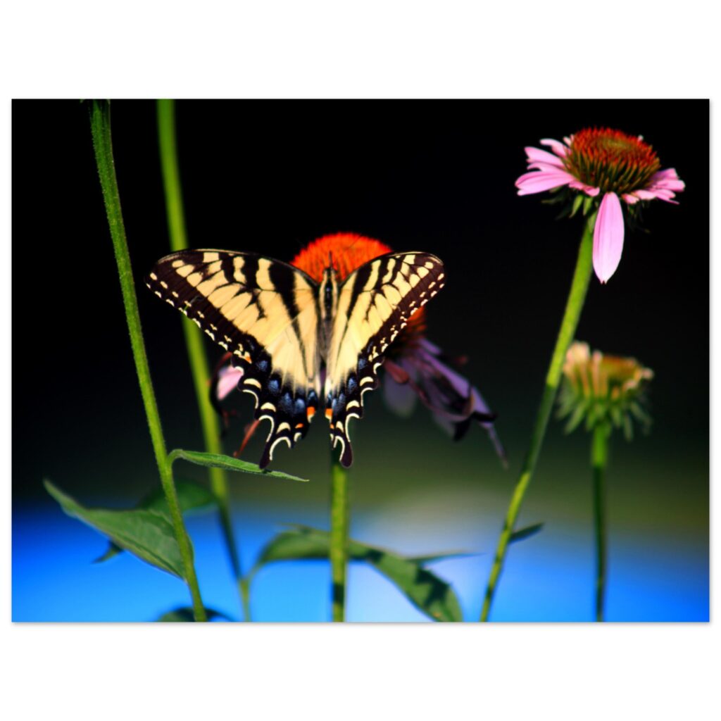 A yellow and black tiger swallowtail butterfly rests on a pink coneflower under a dark background, with blurred blue and green hues adding a serene vibe to the scene.