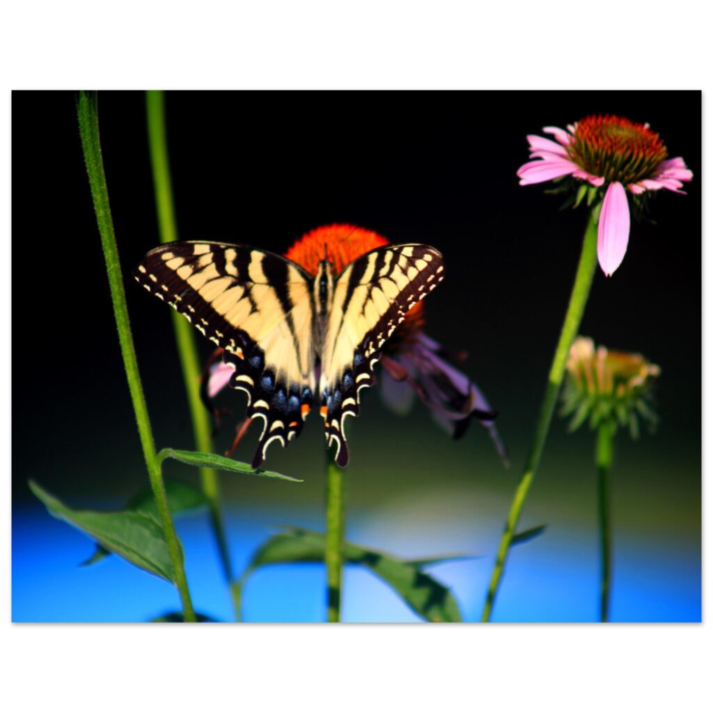 e3ea6b2b-9d8d-4ee1-b66a-6be9cb4d90e9