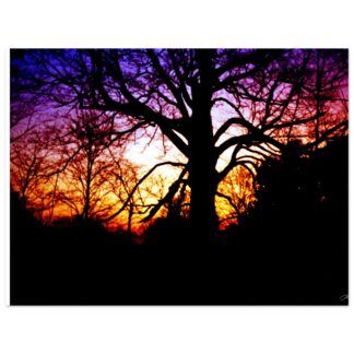 Silhouetted trees against a vibrant sunset with deep purple, orange, and yellow hues, creating a serene and dramatic atmosphere. Framed in white and black.