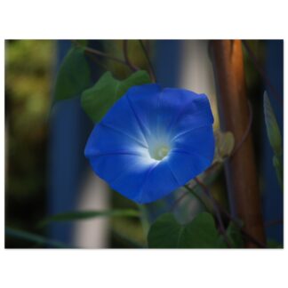 A vivid blue morning glory flower in full bloom against a blurred, green background. The petals are vibrant, conveying a sense of calm and beauty.