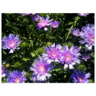 Vibrant purple asters bloom amid lush green leaves, basking in sunlight. The scene exudes a cheerful, natural beauty, framed in black.