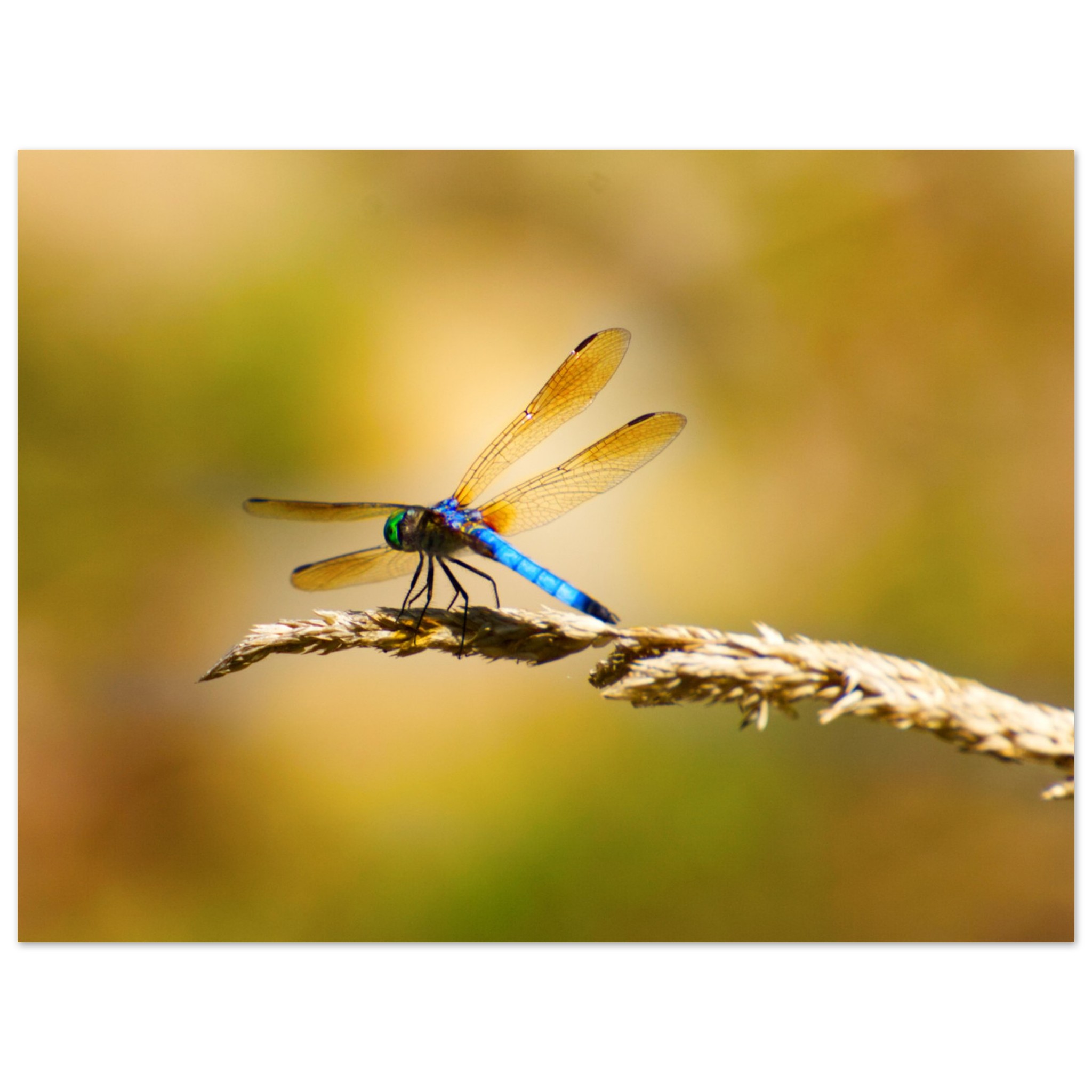 A vibrant blue dragonfly with translucent wings sits delicately on a golden twig against a blurred, warm-toned background, exuding tranquility and grace.