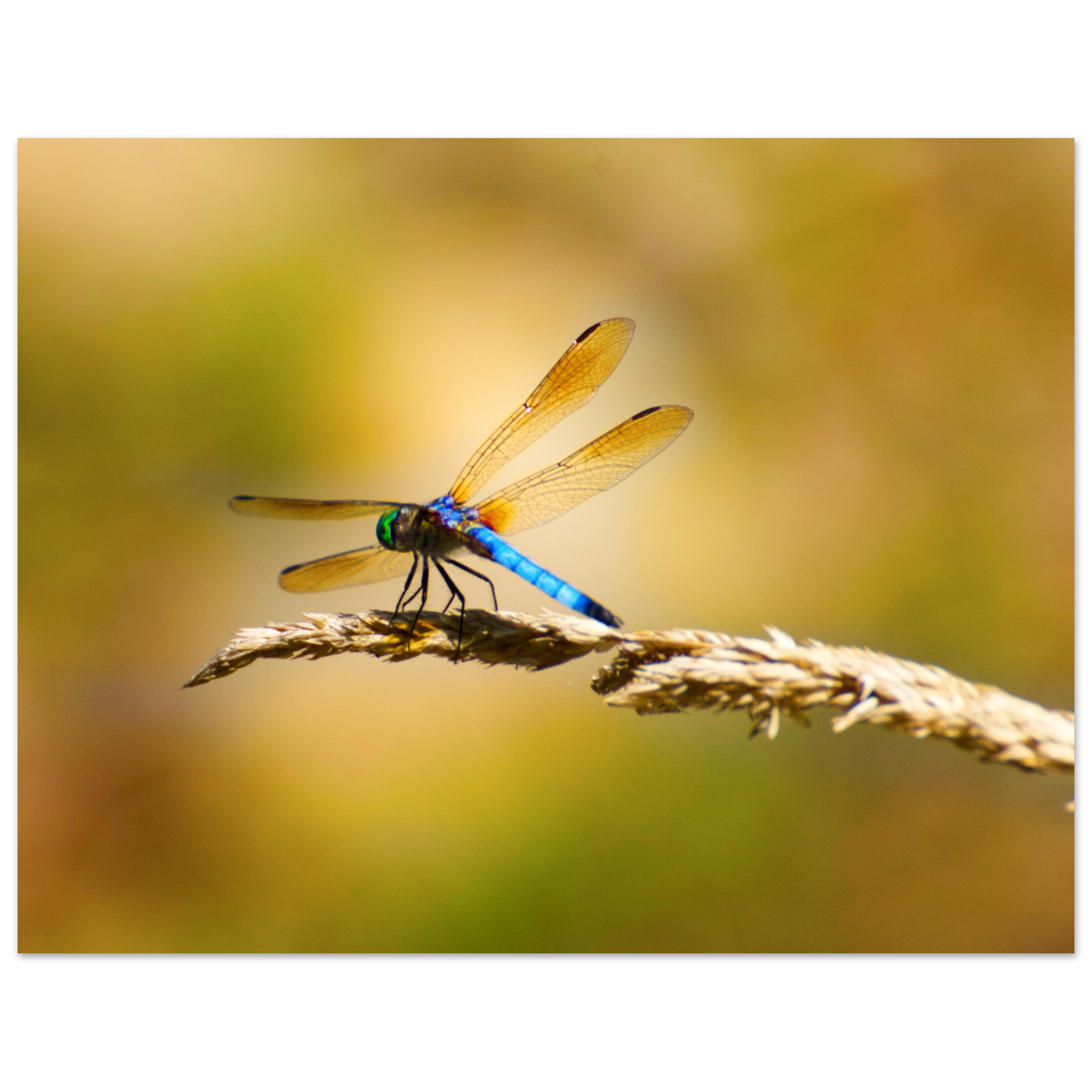 afb64f6f-a870-40fd-841a-e24d3987ffc6