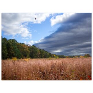 Expansive field with tall grasses under a dramatic sky. Dark clouds and a blue opening with a flying bird. Trees with fall colors line the horizon.