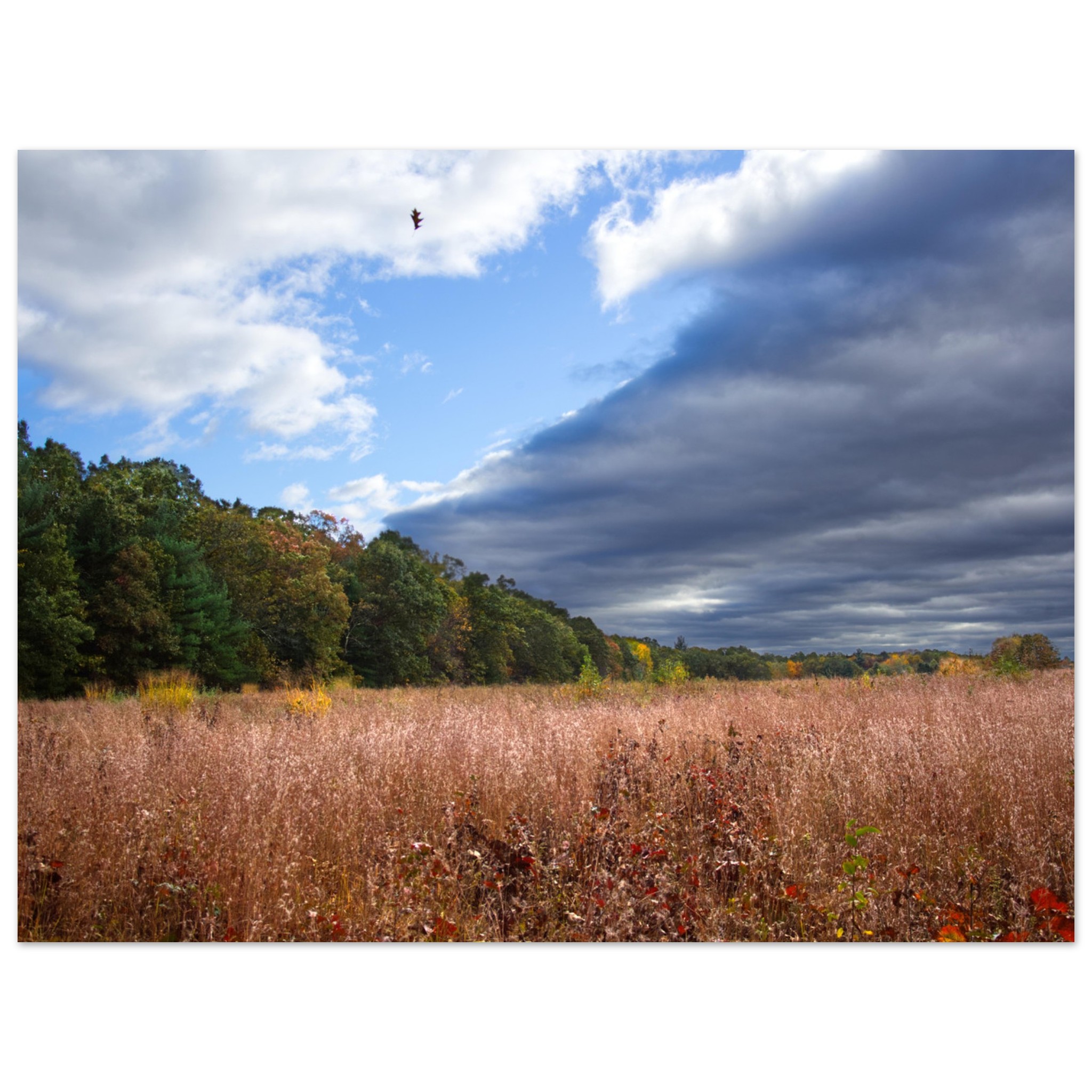 Expansive field with tall grasses under a dramatic sky. Dark clouds and a blue opening with a flying bird. Trees with fall colors line the horizon.