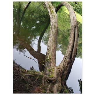 Curved tree reflected in calm water wall art print, green nature photography home decor gift for living room or office