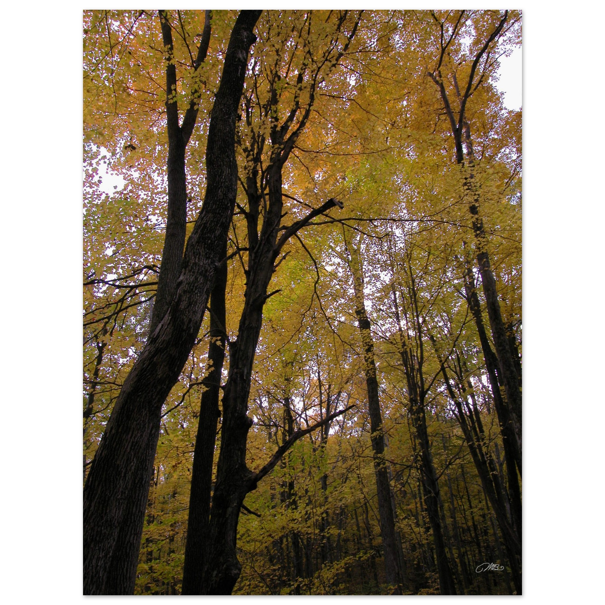 Golden autumn forest wall art print with tall trees and yellow fall leaves home decor gift