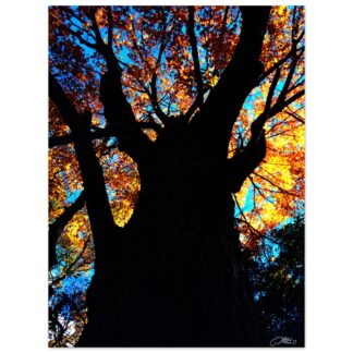 Autumn tree canopy wall art print with vibrant orange leaves and blue sky home decor gift