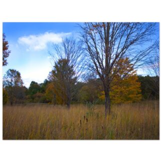 Autumn meadow trees wall art with golden grass and fall foliage rustic home decor gift