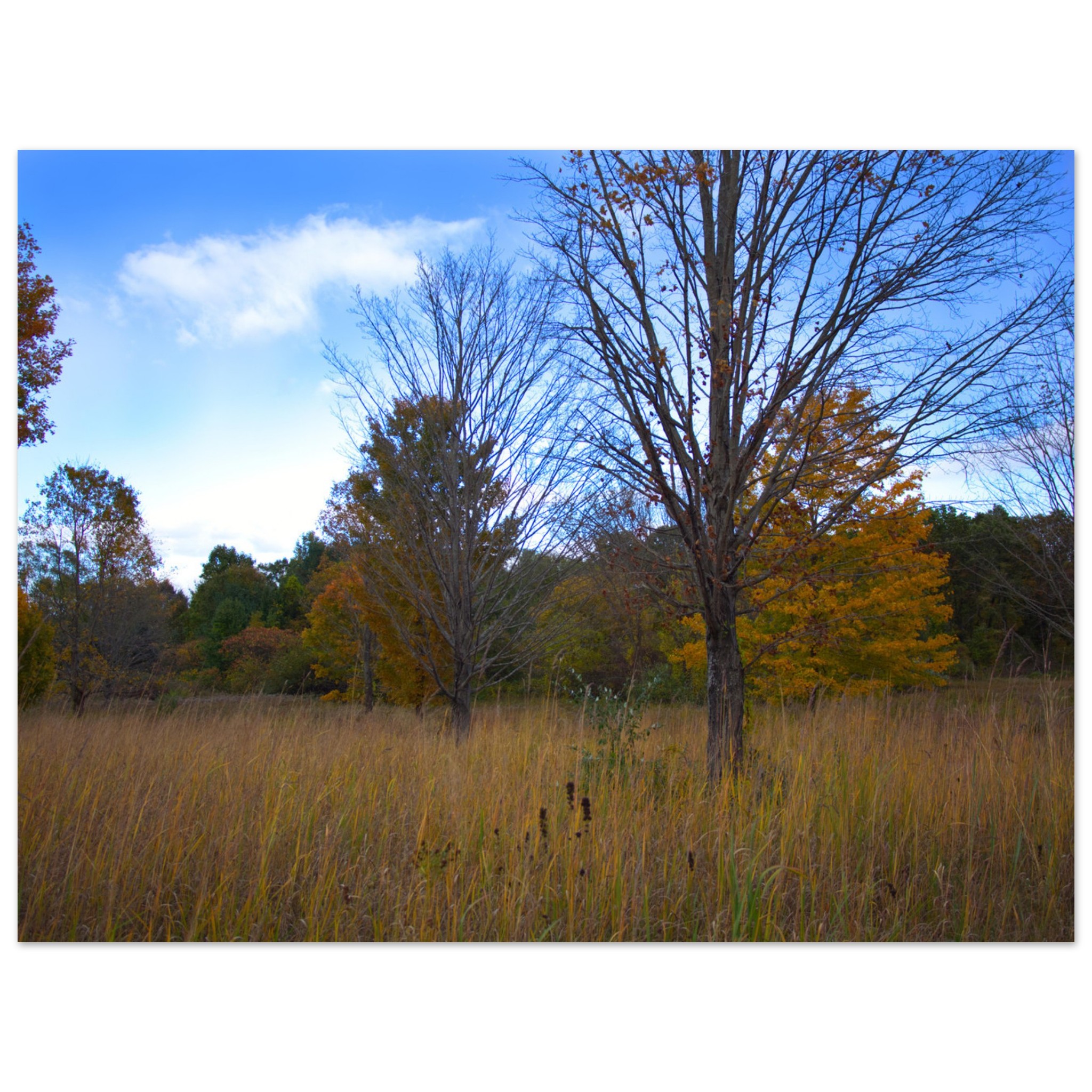 Autumn meadow trees wall art with golden grass and fall foliage rustic home decor gift