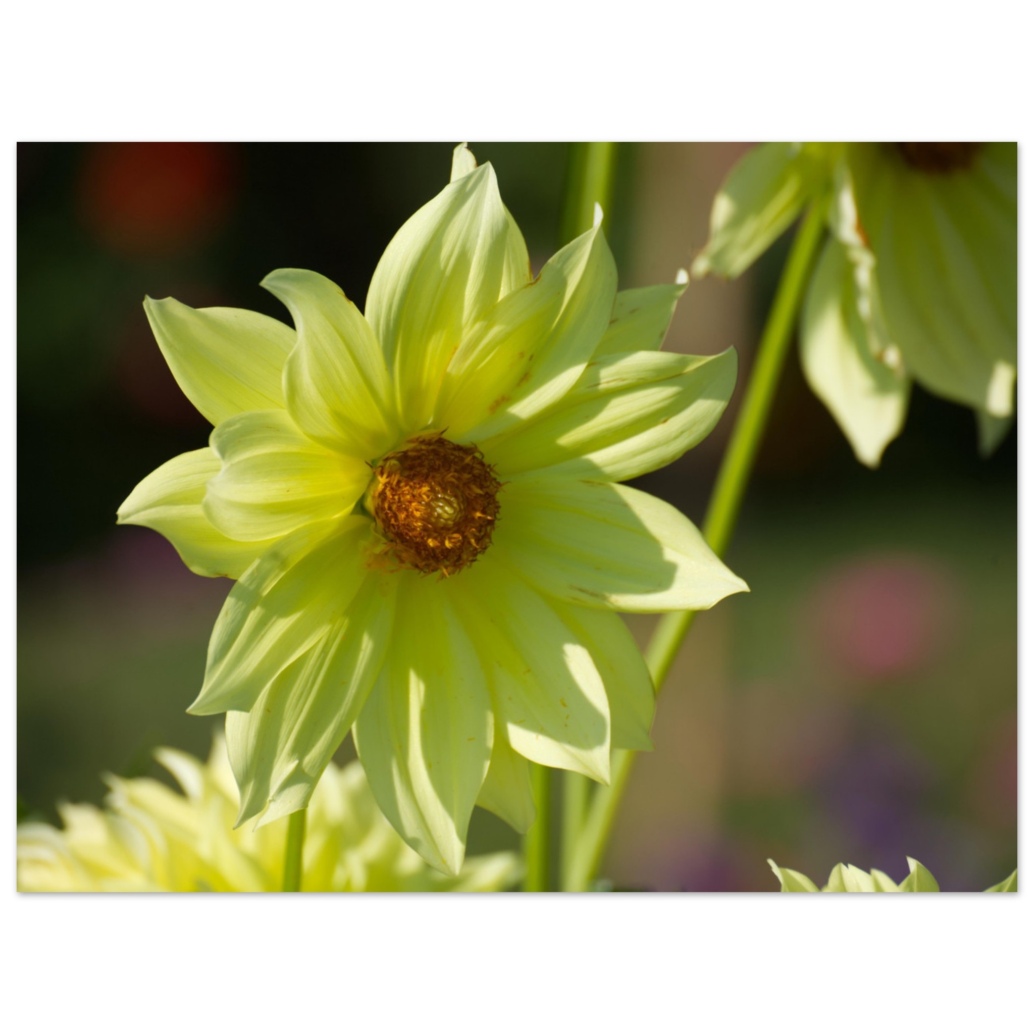 Yellow dahlia flower botanical wall art print with soft petals home decor gift