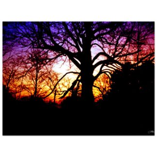 Silhouette tree against vibrant purple and orange sunset sky wall art home decor gift