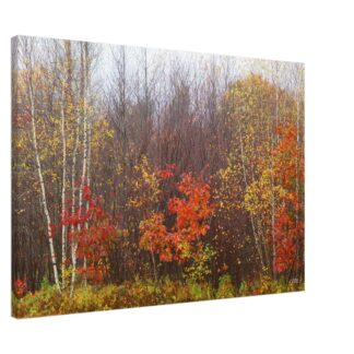 Autumn birch forest canvas wall art with red and yellow fall foliage home decor gift