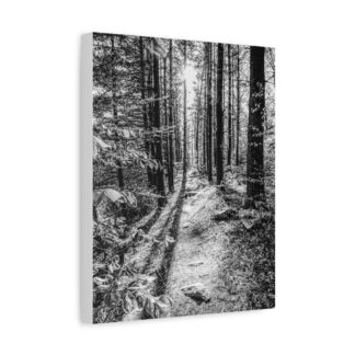 Black and white canvas wall art of a sunlit forest path, lined with tall trees and foliage. It hangs in a modern living room, exuding a peaceful, natural vibe.