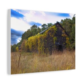 A rustic, vine-covered barn stands amidst tall, dry grass under a partly cloudy sky. The setting conveys a serene, abandoned yet tranquil mood on canvas wall art.