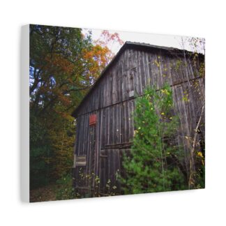 A rustic, weathered barn with creeping plants and autumn trees in the background. The scene evokes a tranquil and nostalgic rural atmosphere. Canvas wall art.