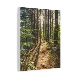 Sunlit forest trail canvas wall art with woodland path and tall trees in warm natural light