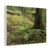 Mossy forest tree roots canvas wall art with textured bark and lush green woodland scenery
