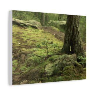 Mossy forest tree roots canvas wall art with textured bark and lush green woodland scenery