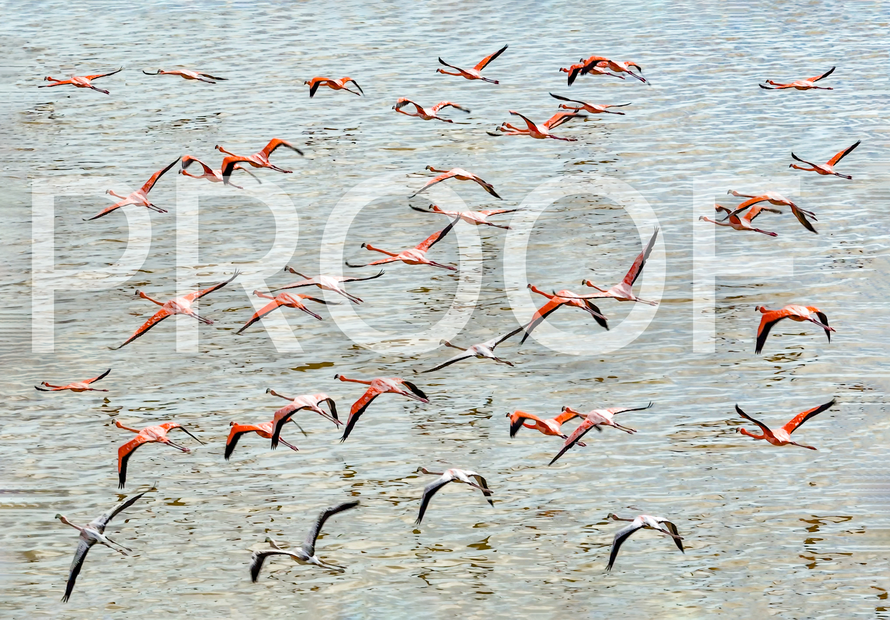 Flamingos