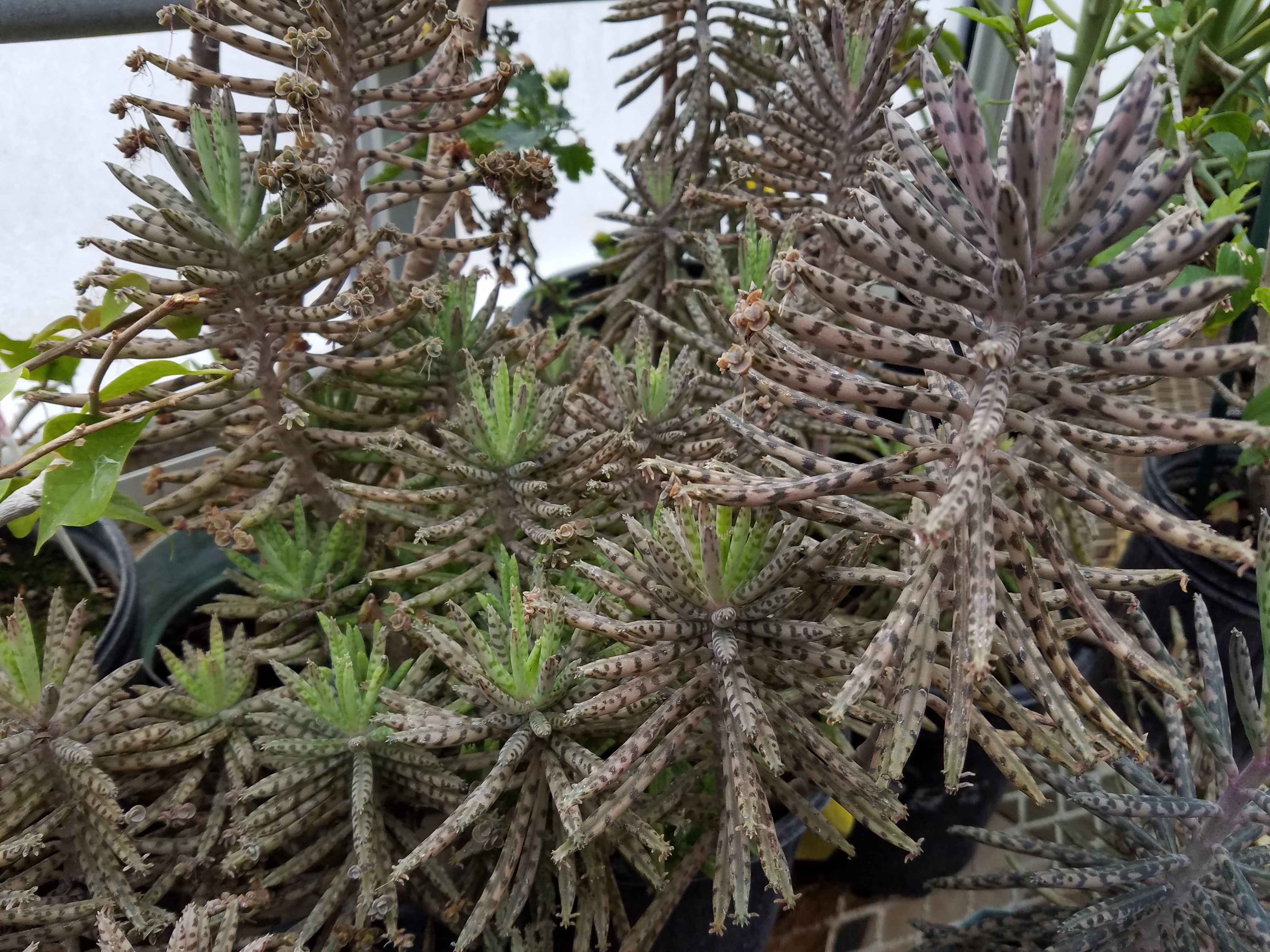 Imagem de Mãe-de-milhares