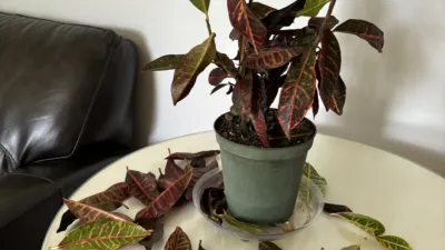 photograph of a plant in a pot on a table with sparse leaves on the branches surrounded by fallen leaves all around it on the table
