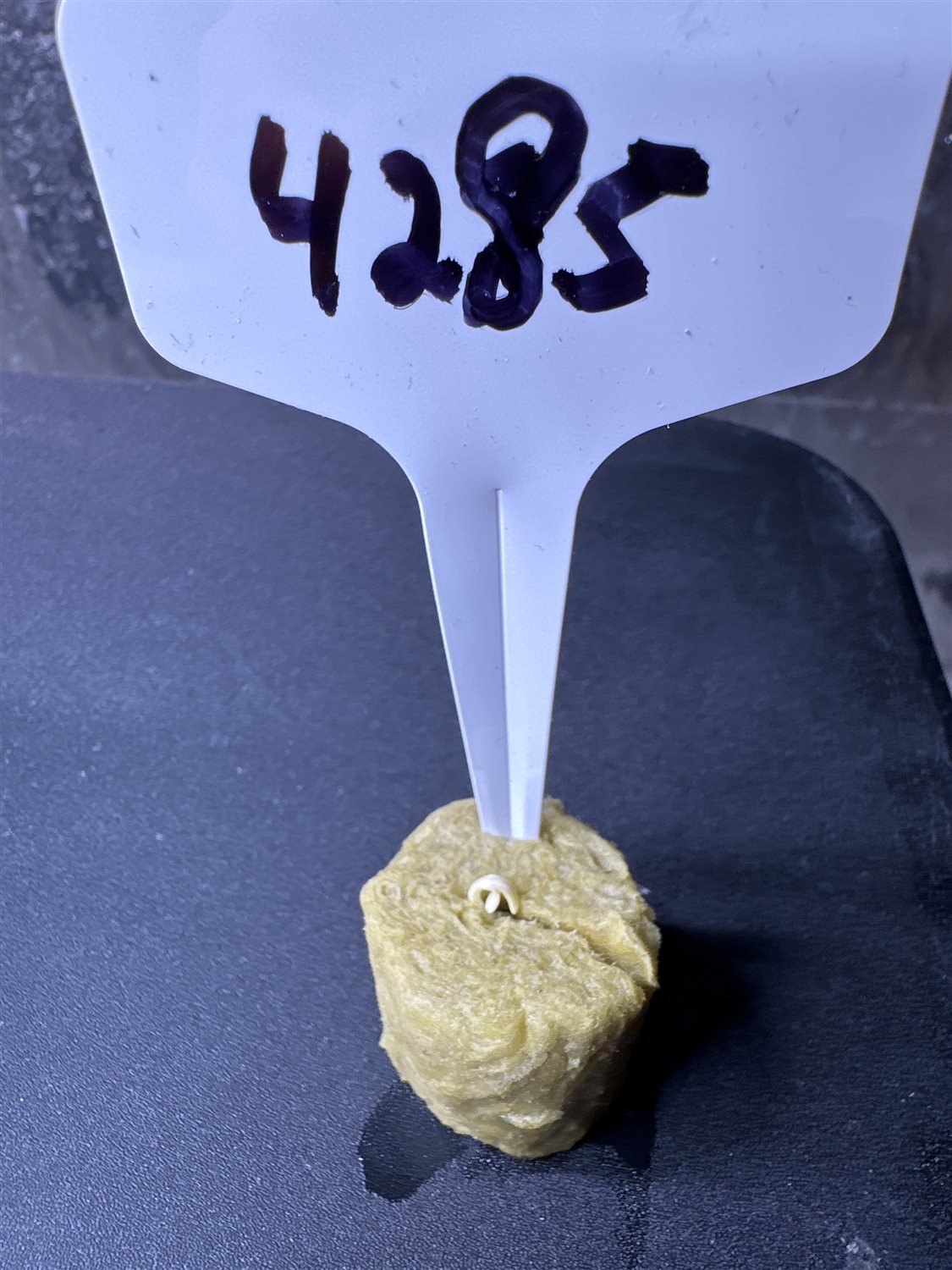 Featured Plant Image