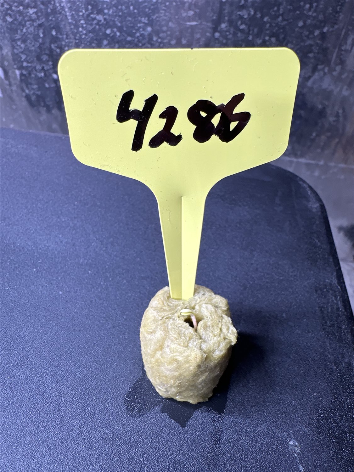 Featured Plant Image