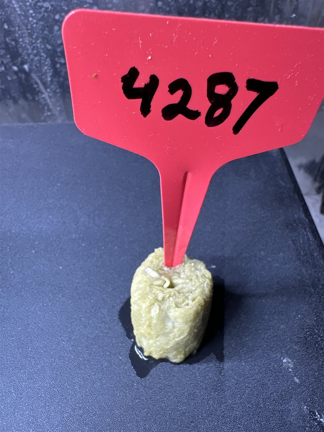 Featured Plant Image