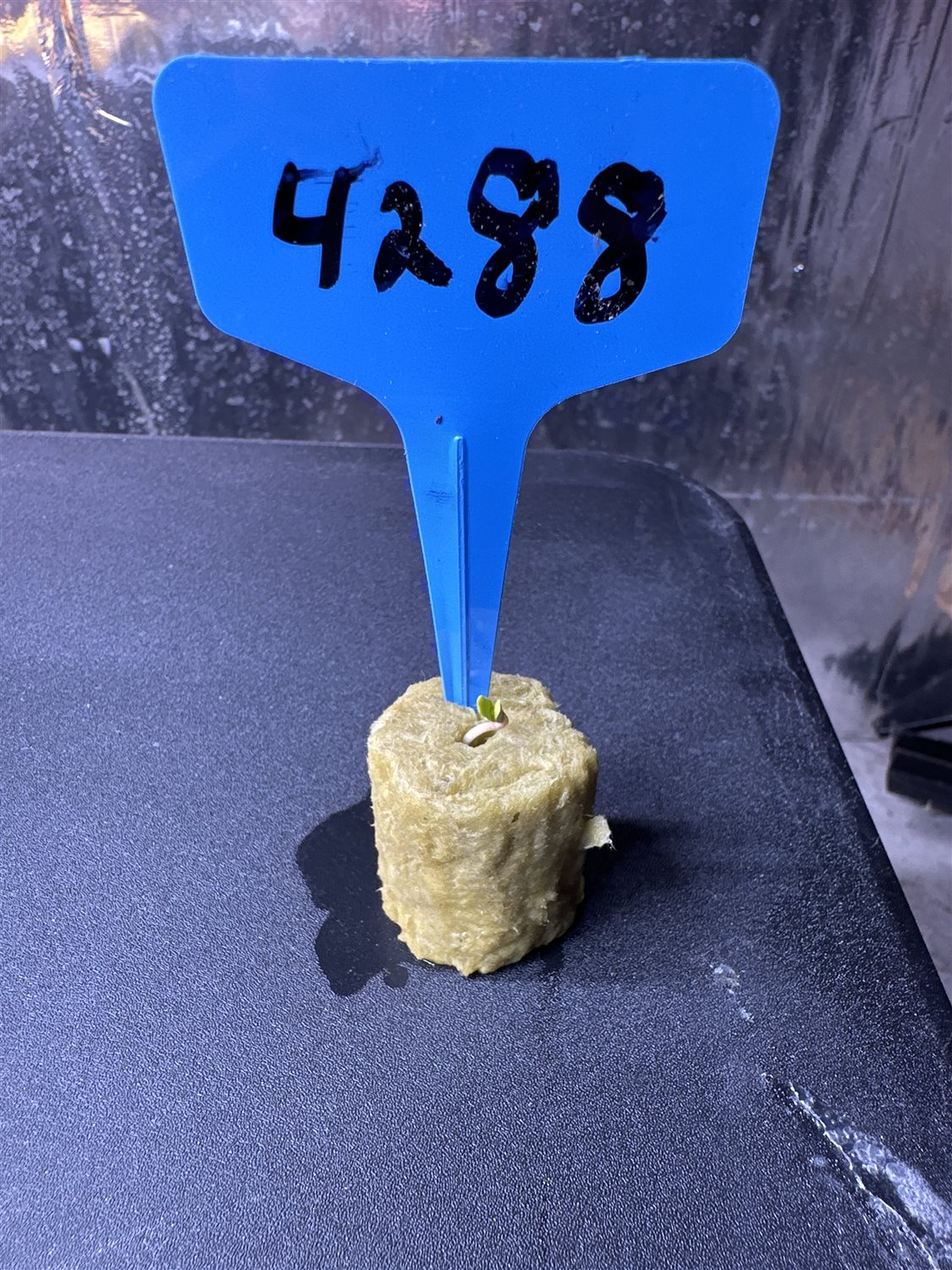 Featured Plant Image