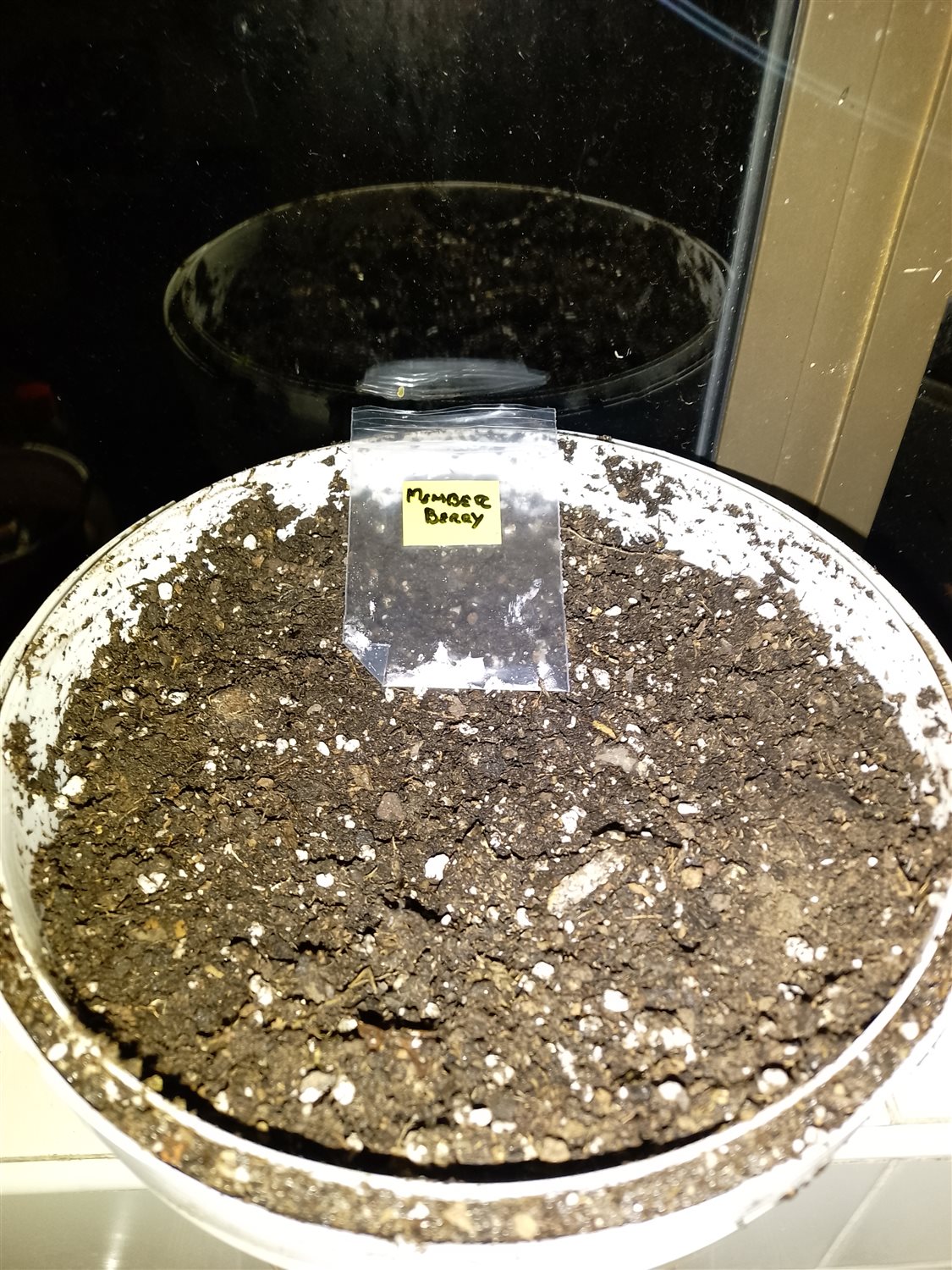 Featured Plant Image